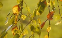 Tree Disease Loosing Leaves