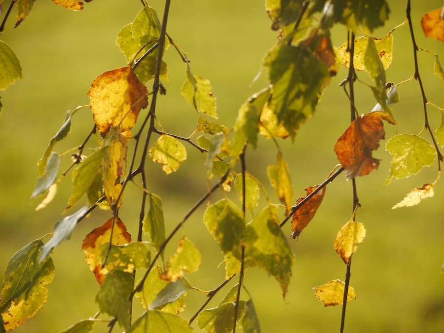 Tree Disease Loosing Leaves