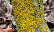 Tree Disease On My Property