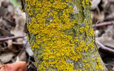 Tree Disease On My Property