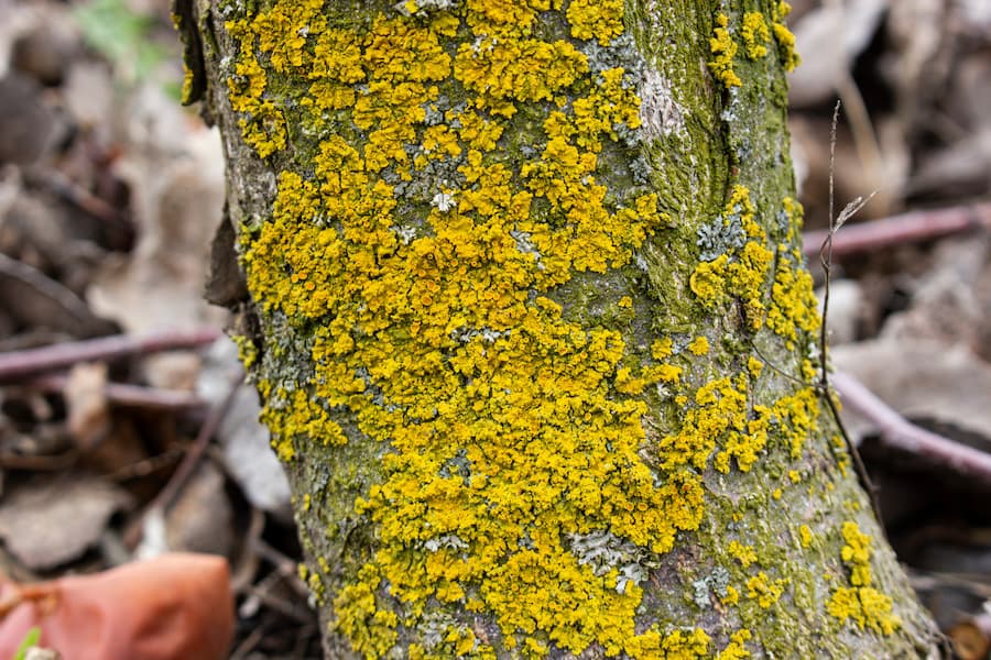 Tree Disease On My Property