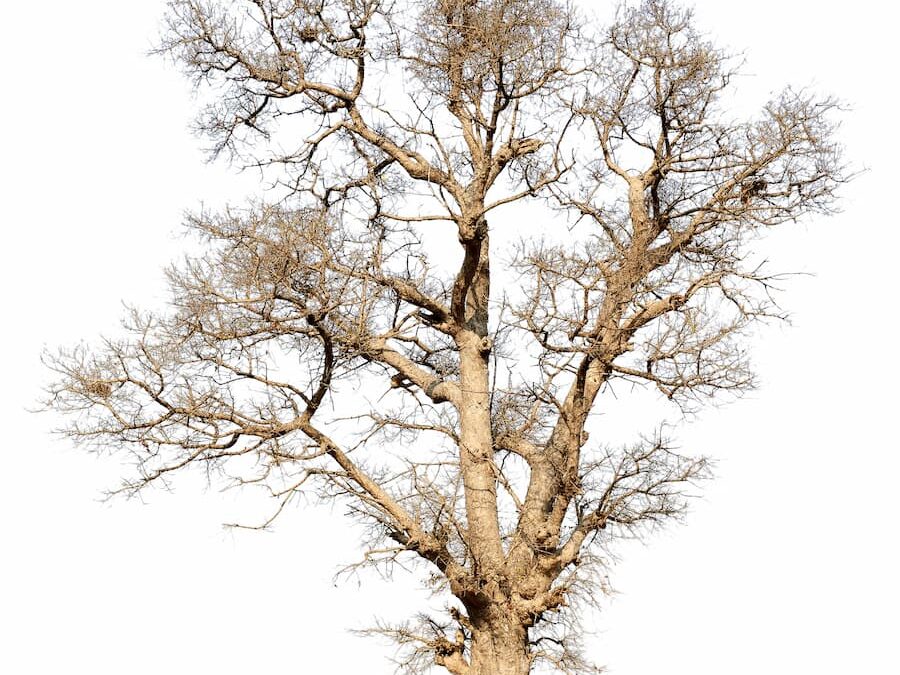 limbs dying on tree