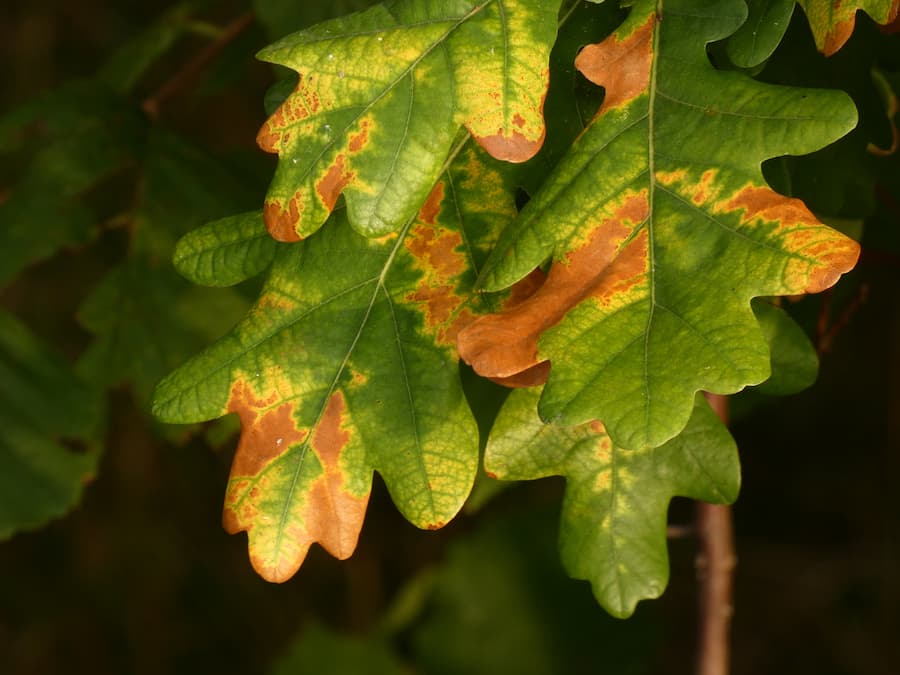 live oak leaves turning brown