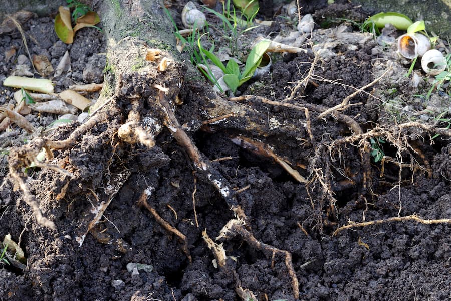 Root Rot Causing Tree Disease
