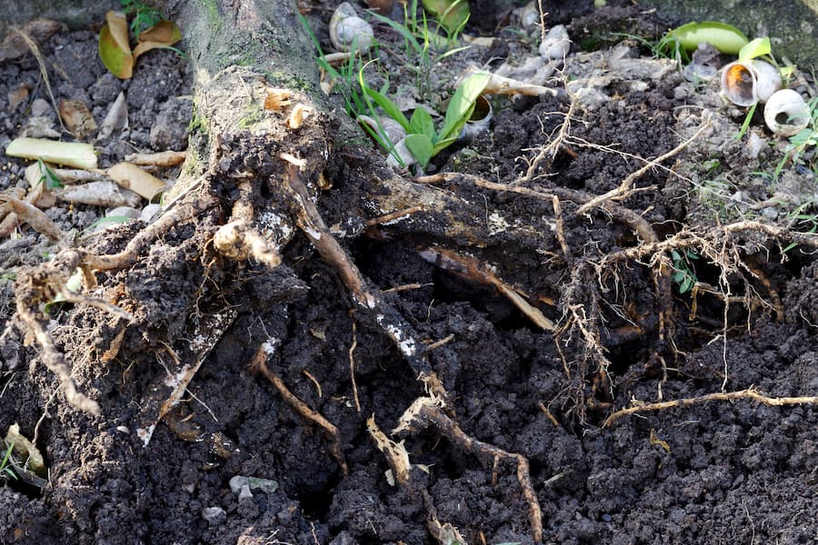 root rot causing tree disease