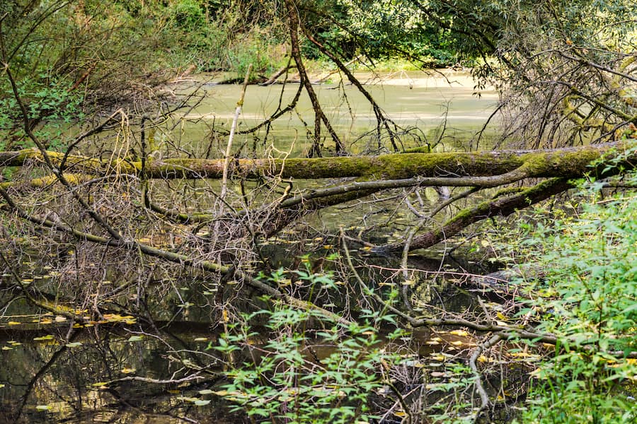 water stress causing sick tree