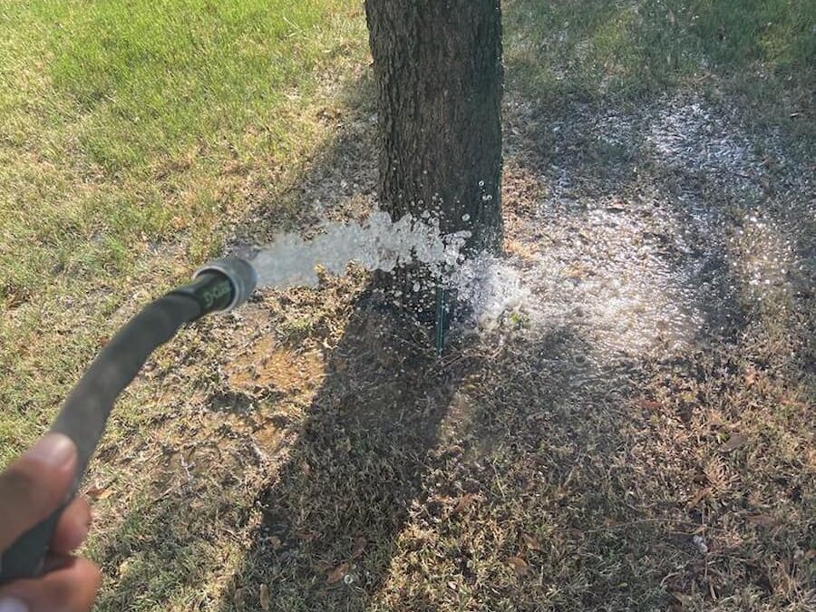 Essential Guide To Watering Oak Trees