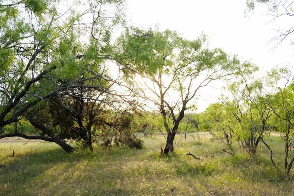 Mesquite Tree in Texas