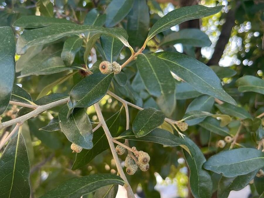 The Mighty Oak Trees and Their Nutty Bounty