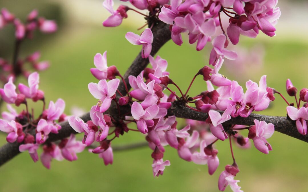 Native Trees of Texas: Thriving in the Dallas Area