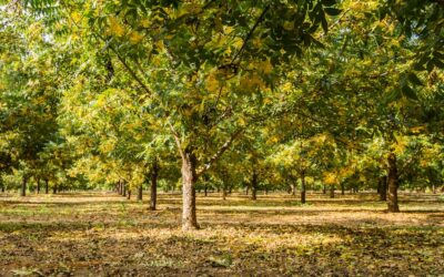 Seasonal Tree Care Tips: Summer Edition