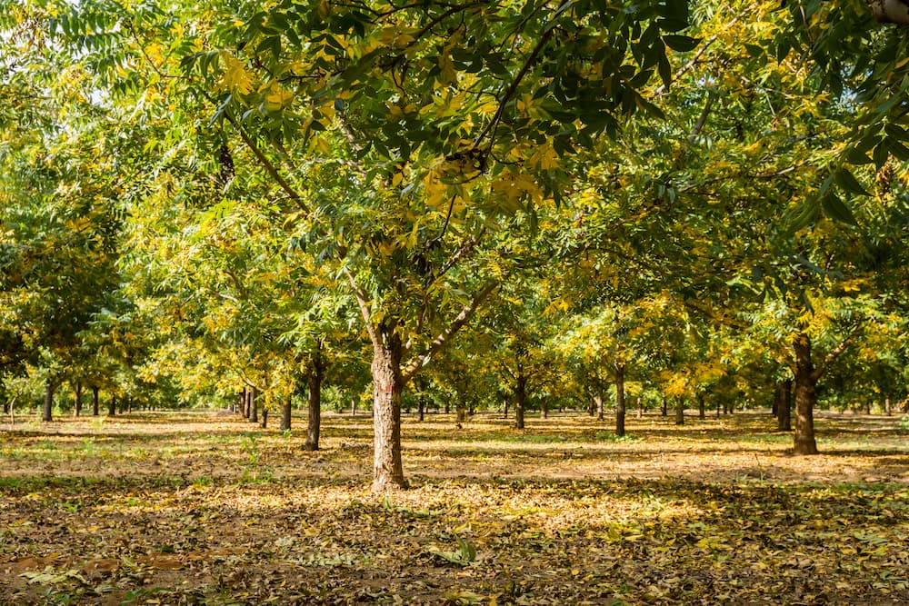 Pecan Tree in Texas