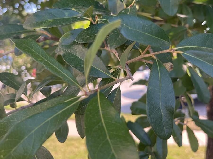 Remarkable Life, Span of Oak Trees