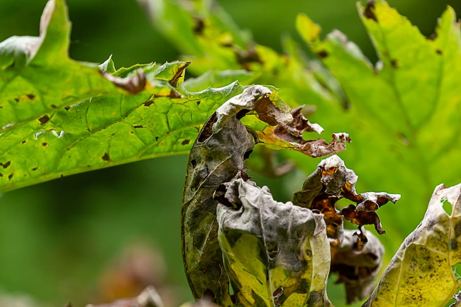 Signs of a Dying Maple Tree and How to Address the Decline