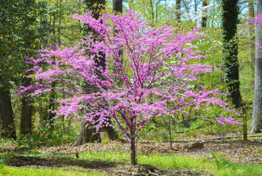 Texas Redbud Tree in Texas