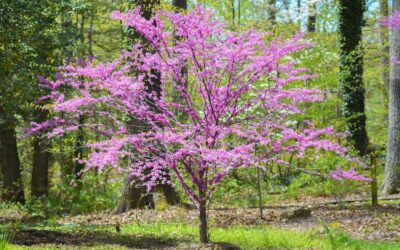 The Importance of Tree Plant Health Care: Your Guide to Ensuring Tree Vitality
