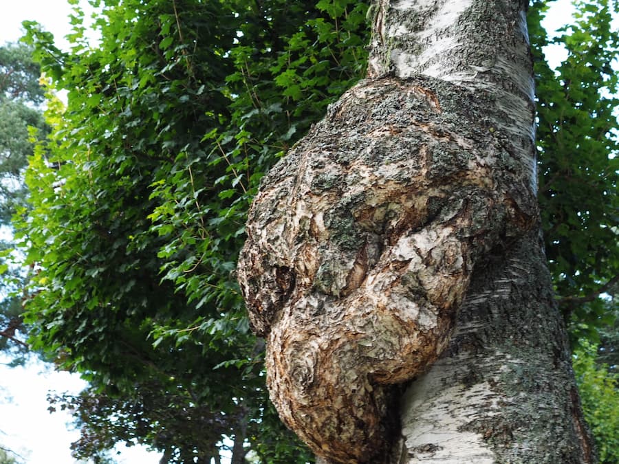 The Enigmatic Beauty of Tree Burls: Nature’s Response to Stress