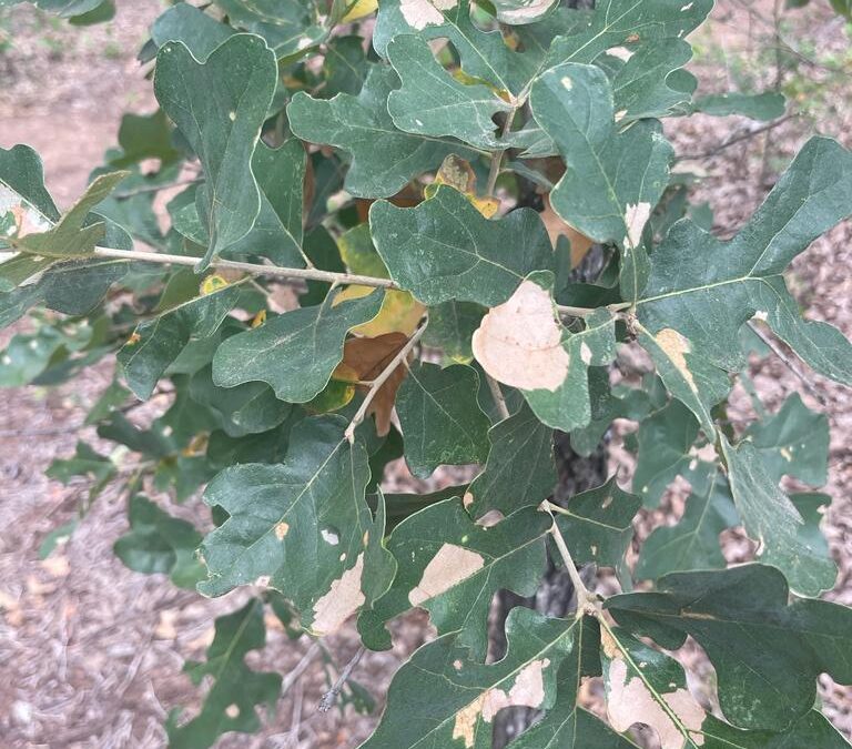 Understanding and managing oak wilt