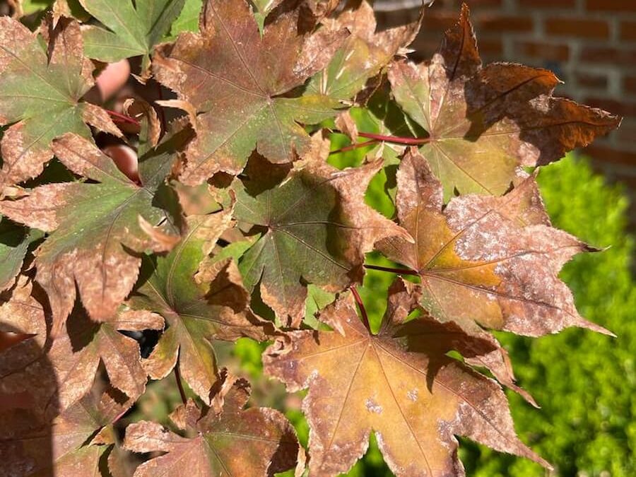 Understanding and Managing Verticillium Wilt in Japanese Maples