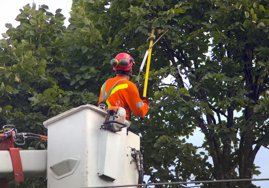 Understanding the Distinctions Tree Trimming Tree Cutting and Tree Pruning