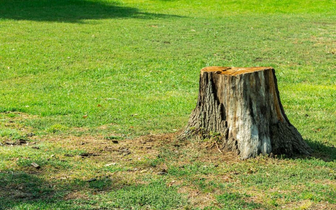 Stump Removal vs Stump Grinding: Which Option is Right for you?