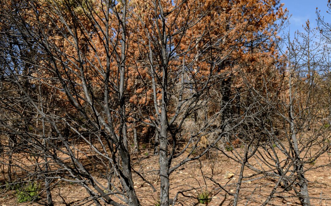 Coping with Drought Stress: Protecting Your Trees in Southlake’s Summer