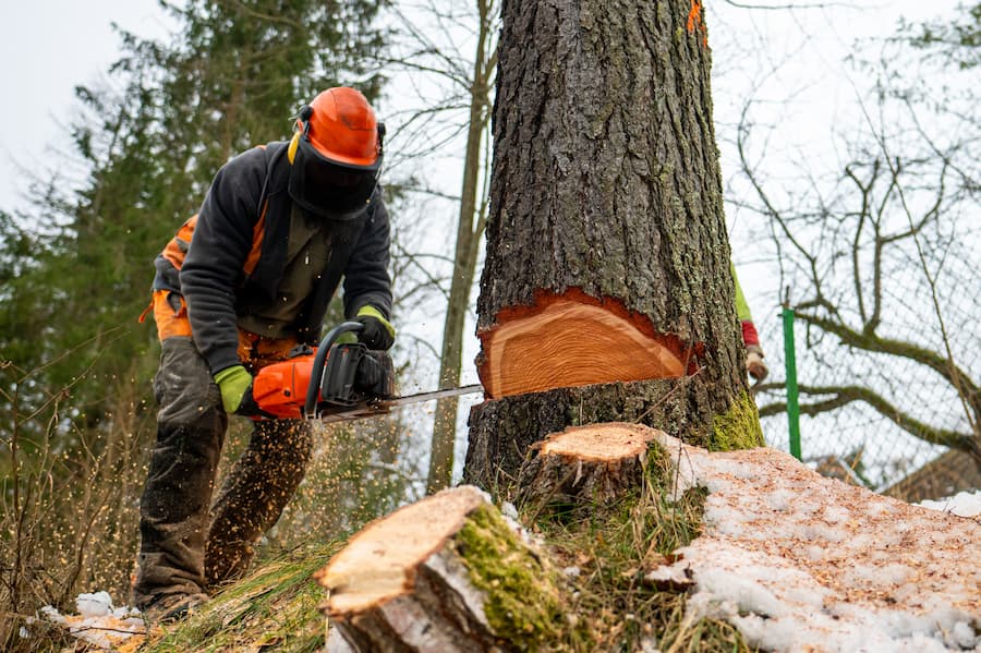 Maintaining Healthy Trees: The Ultimate Guide to Tree Service in Dallas-Fort Worth Metroplex