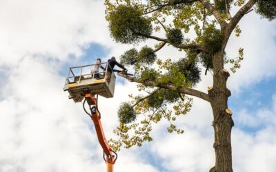 The Importance of Professional Tree Removal in Mansfield, TX: Ensuring Safety and Preserving Property