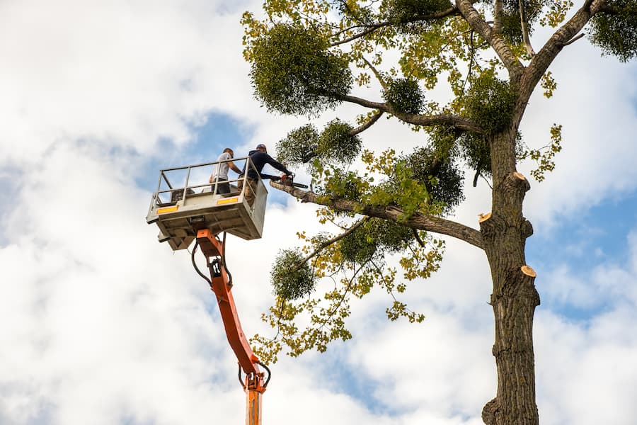 The Importance of Professional Tree Removal in Mansfield TX