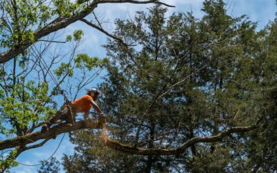 The Importance of Professional Tree Removal in Weatherford, TX: Ensuring Safety and Preserving Property