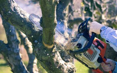 The Importance of Professional Tree Trimming in Bedford, TX: Enhancing Health and Aesthetics