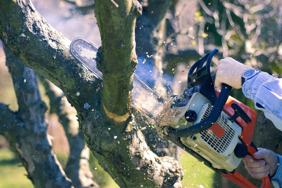 The Importance of Tree Trimming in Bedford TX