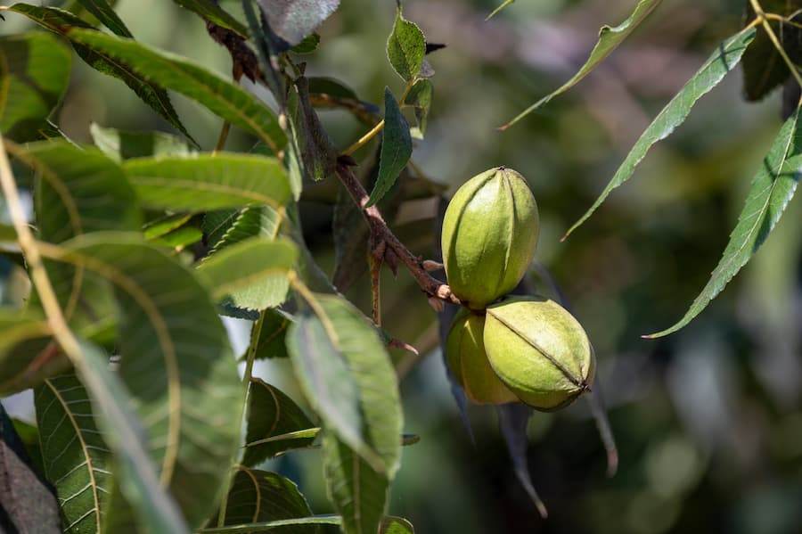 The Importance of Zinc for Pecan Trees