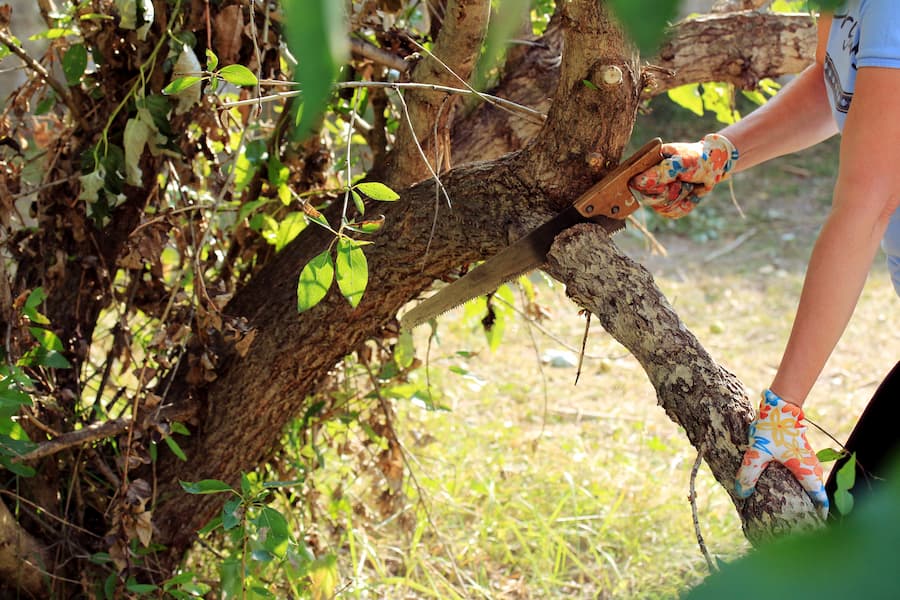 Tree Pruning for Summer Storm Protection