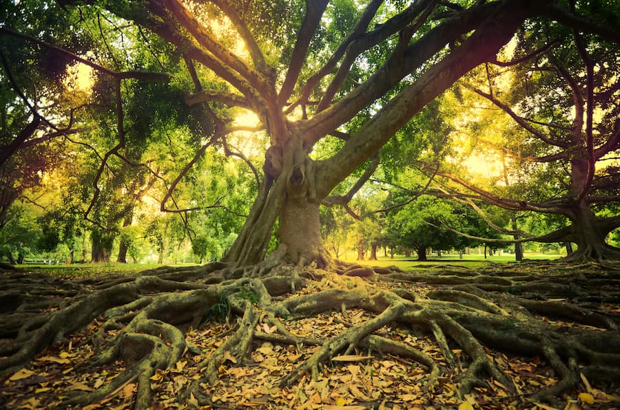 Unveiling the Secrets of Tree Root Growth: How Far Can They Really Reach?