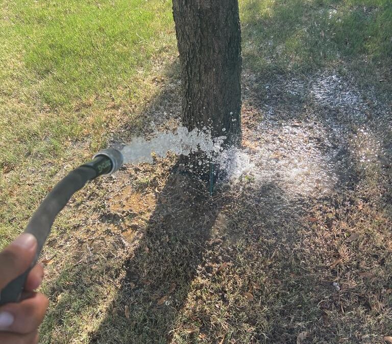 Watering Oak Trees A Guide to Proper Oak Tree Watering