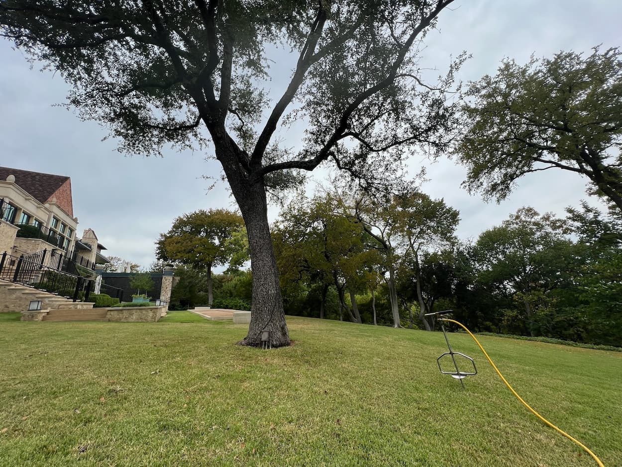 Tree Shrub Pest Treatment Services in Texas