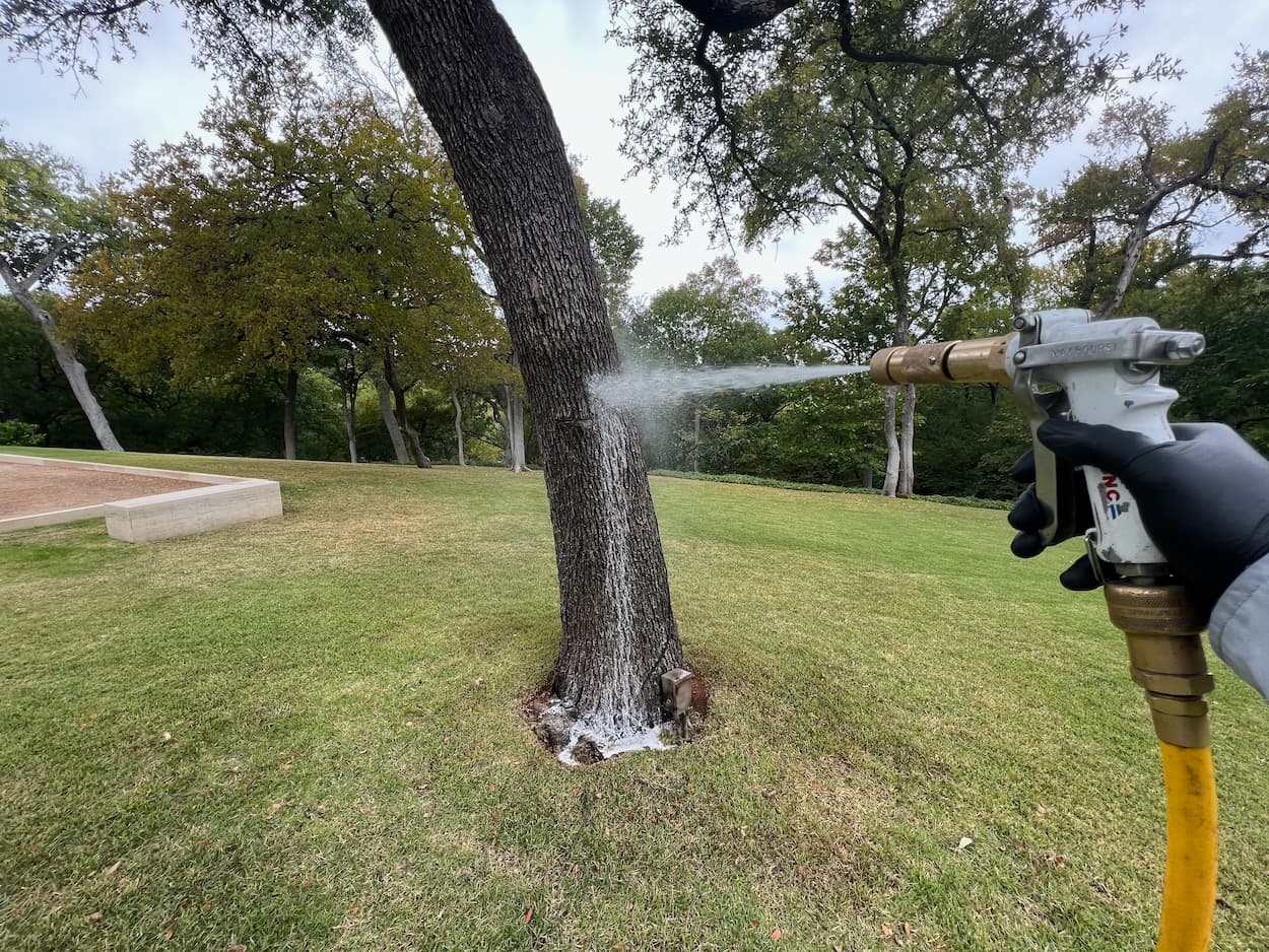 Tree Shrub Pest Treatment Services Texas