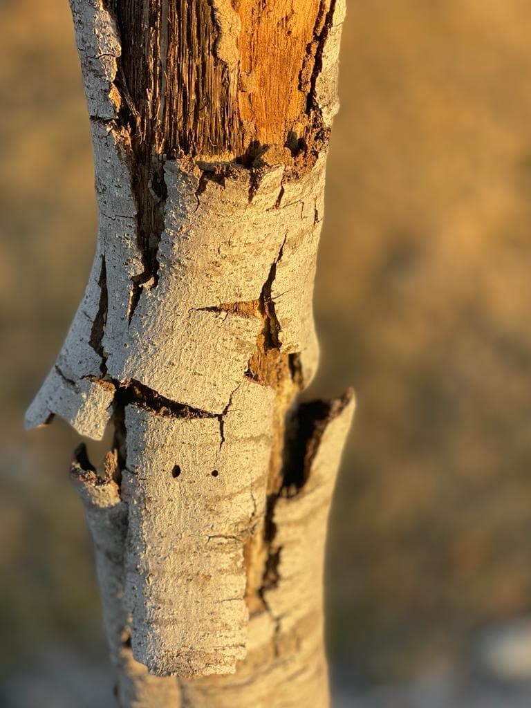 A Sick Tree Showing Signs of Insect Damage in Texas. Tree & Shrub Pest Treatment Services Texas.
