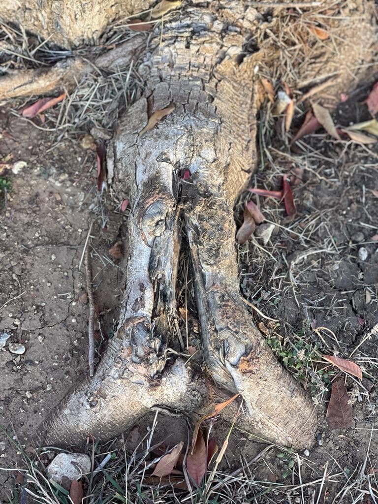 Insect Root Damage On A Tree in Texas. Tree & Shrub Pest Treatment Texas.