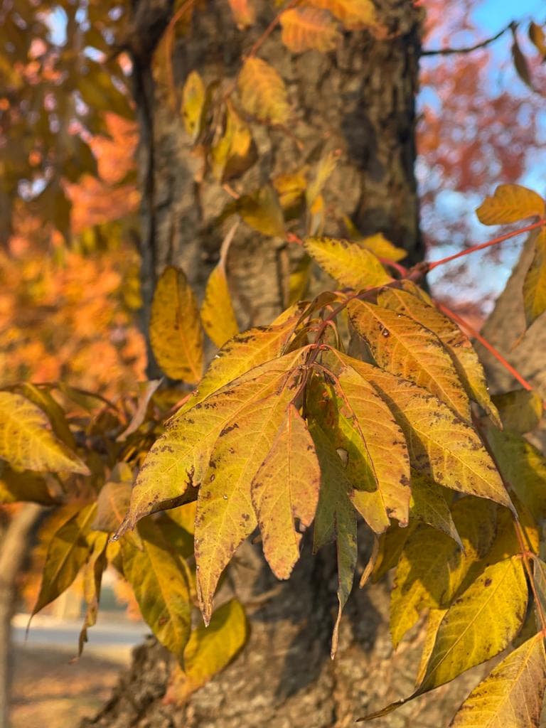 Leaves Turning Yellow On A Tree in Texas