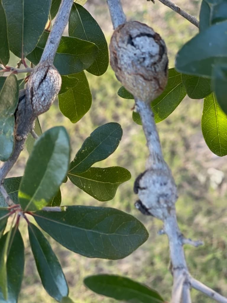 Oak Gall