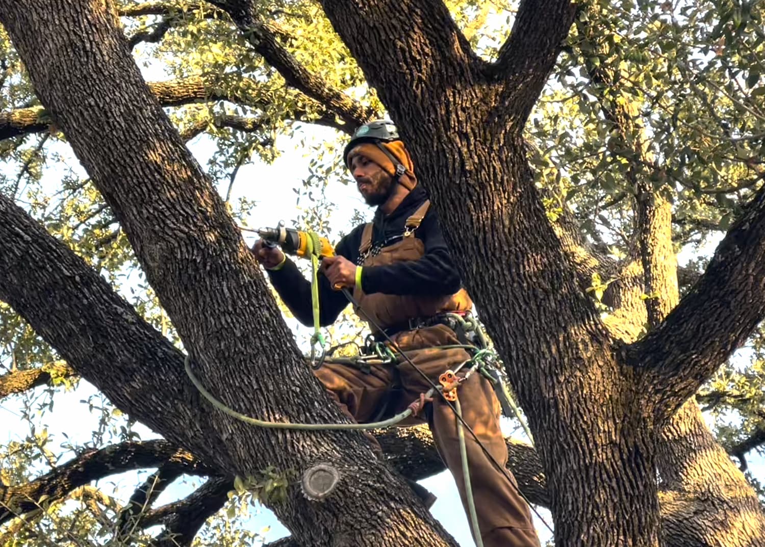Tree Cabling Bracing Services Texas
