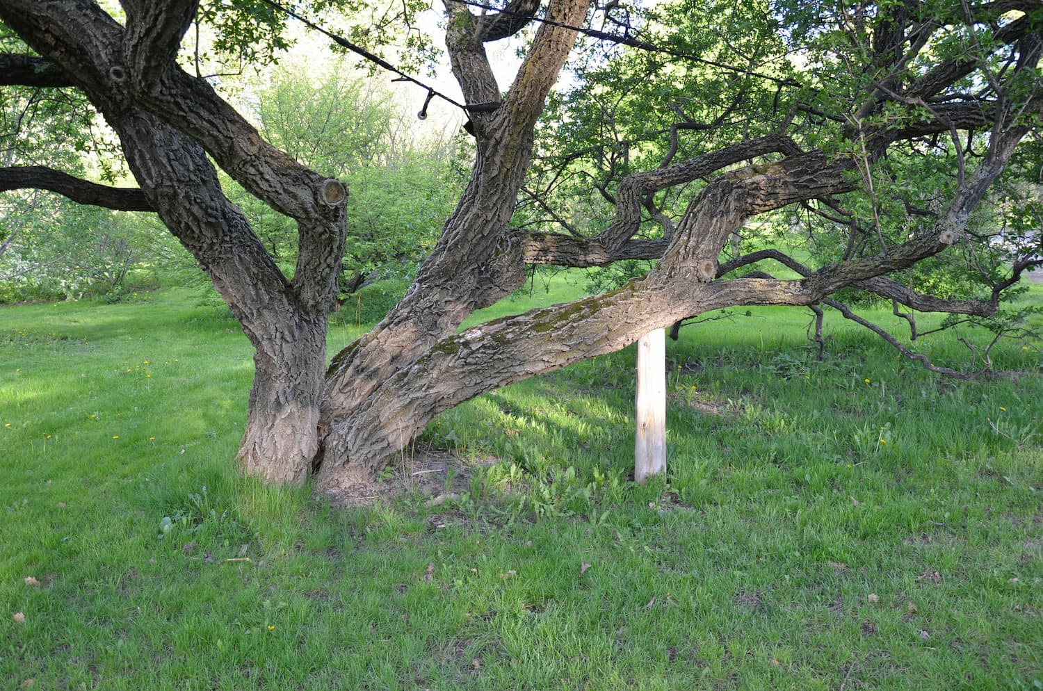 Sign That Your Tree Needs Cabling and Bracing Texas