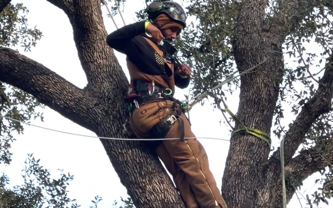 Tree Cabling Service Lake Bridgeport TX
