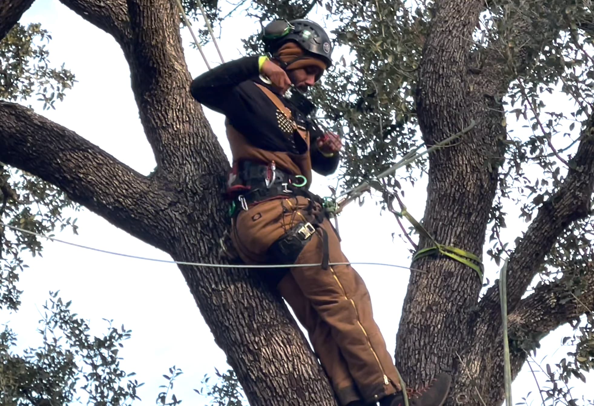Tree Cabling and Bracing Service Texas