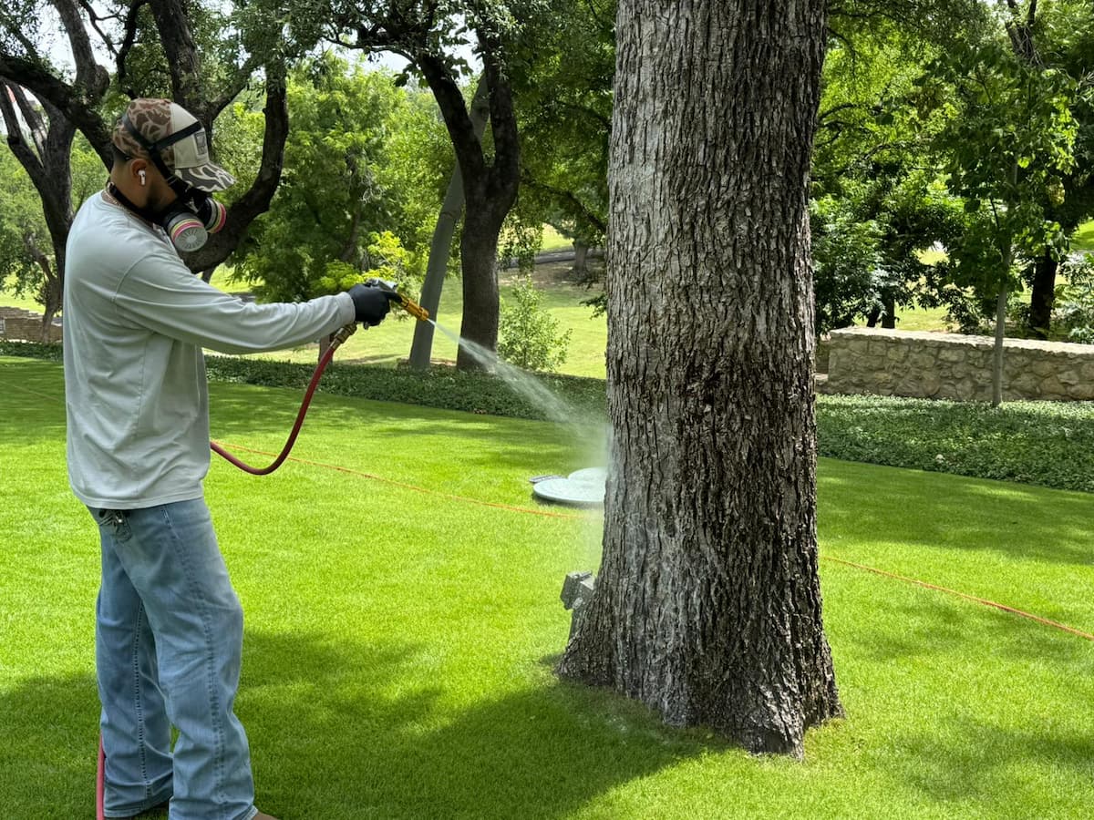 Our 3-Step Tree Health Process Arborist performing root injection with red tubing near trees in a shaded yard