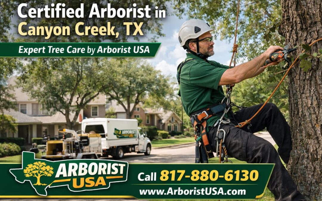The Benefits of Hiring a Certified Arborist in Canyon Creek, TX for Expert Tree Care