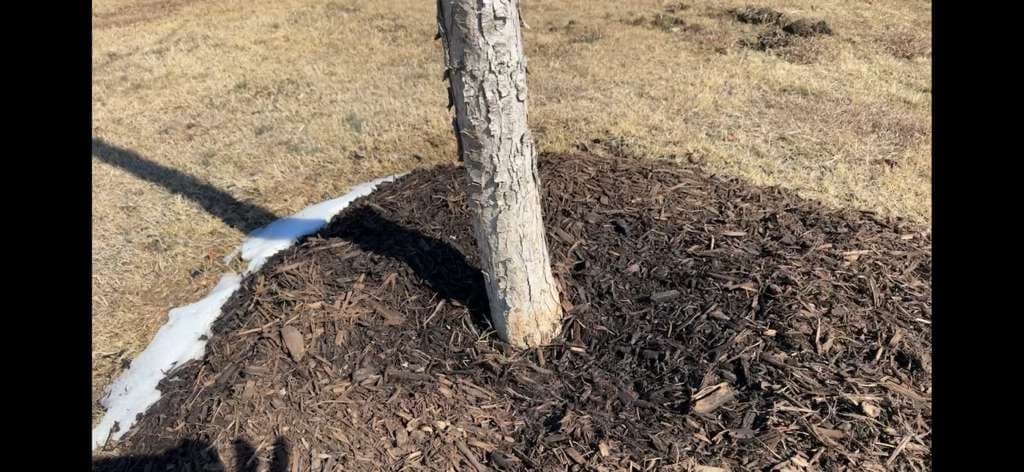 Inspecting Newly Planted Trees: Common Mistakes Homeowners Make in Granbury, Texas