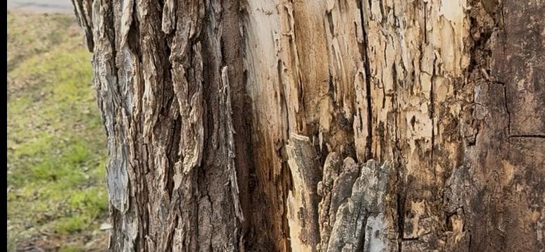 Tree Risk Assessment in Joshua, TX – High-Risk American Elm Failure Explained